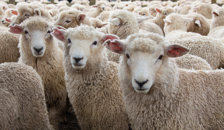 Sheep Herd in New Zealand